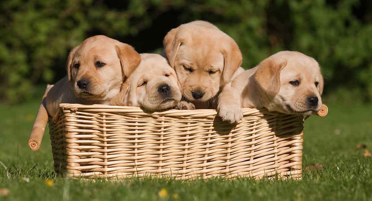 Understanding Puppy REM Sleep Patterns